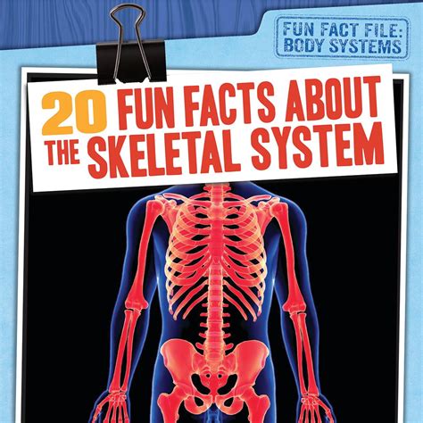 interesting facts about the skeletal system.